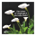 Calla 2