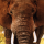 Elefant 40x40cm