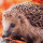 Igel 40x40cm