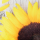 Sonnenblume 40x40cm