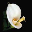 Grabkerze Weiß 170h ( Deckel Gold ) - Calla