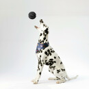 Hunde Spiralball Ø7cm "1er Pack" - Schwarz