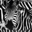 Kissenhülle Fotodruck Zebra 40x60cm mit Füllung